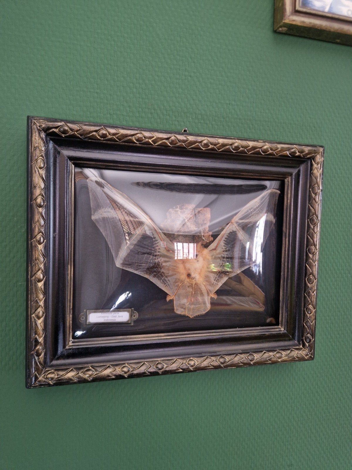 Opgezette vleermuis (Kerivoula picta) in lijst, Verzamelen, Ophalen, Zo goed als nieuw