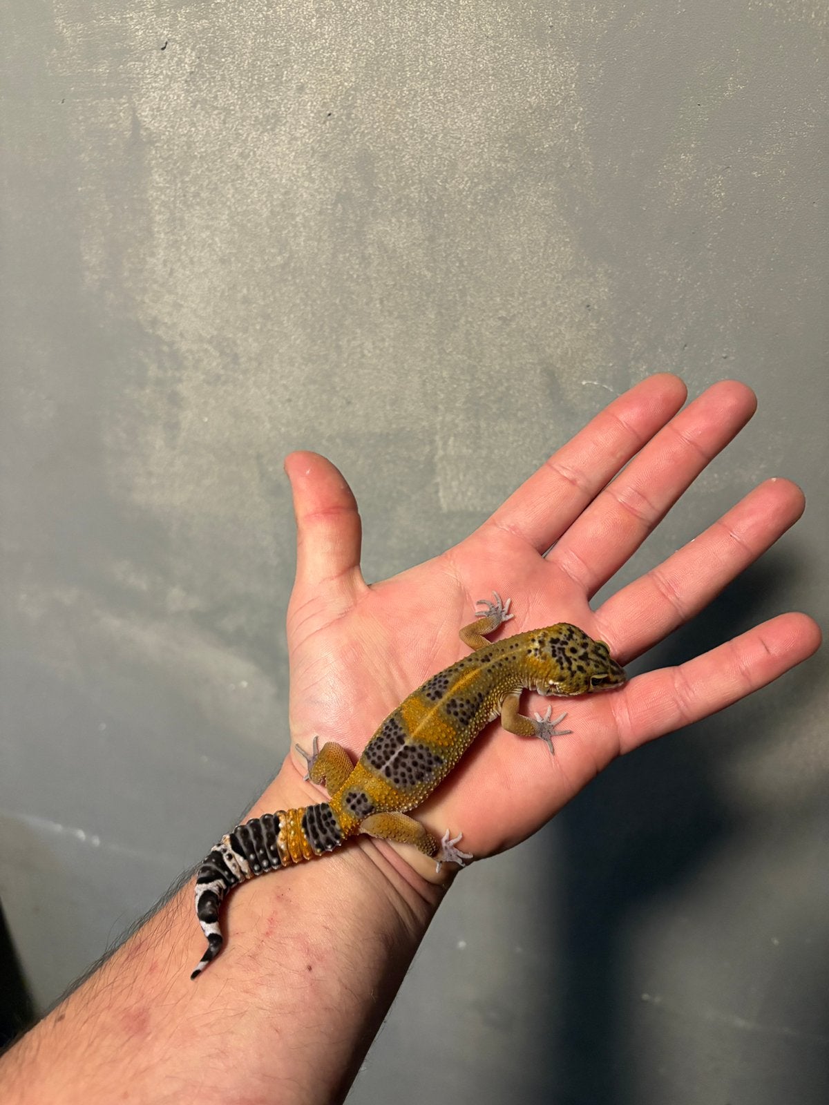 0.1 manderin tangerin black night 66% tremper luipaardgekko, Dieren en Toebehoren, Hagedis, 0 tot 2 jaar
