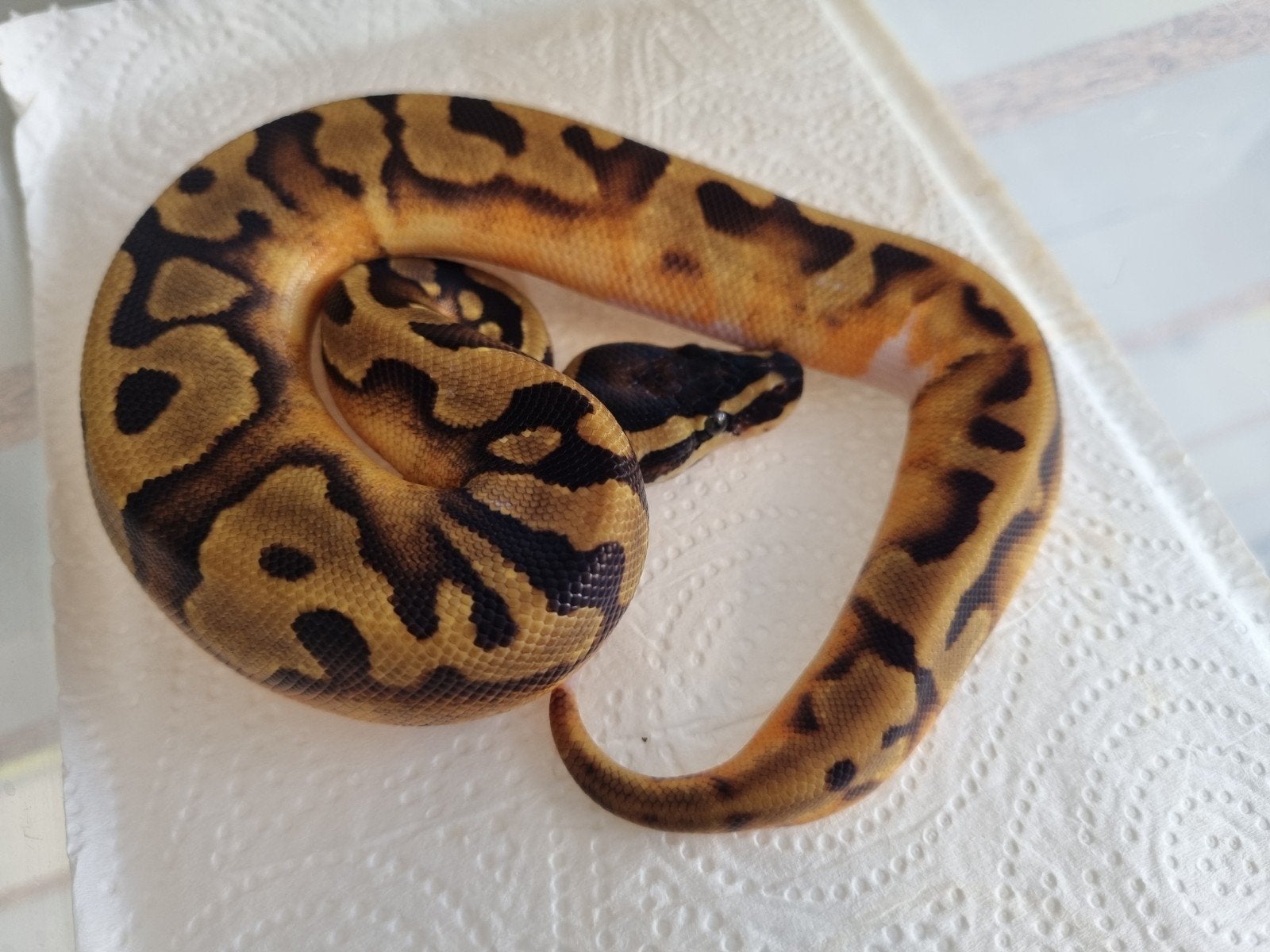 0.1 enchi piebald koningspython Ball Python photo 2