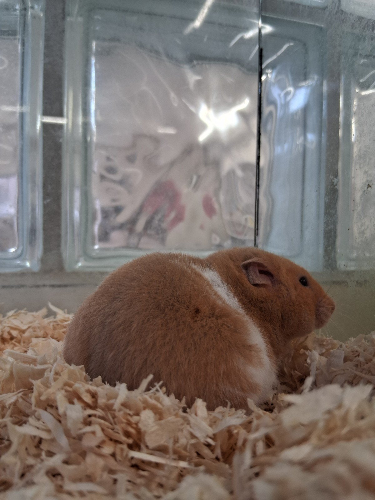 Knappe hamster, Dieren en Toebehoren, Knaagdieren, Hamster, Maart, Vrouwelijk, Tam