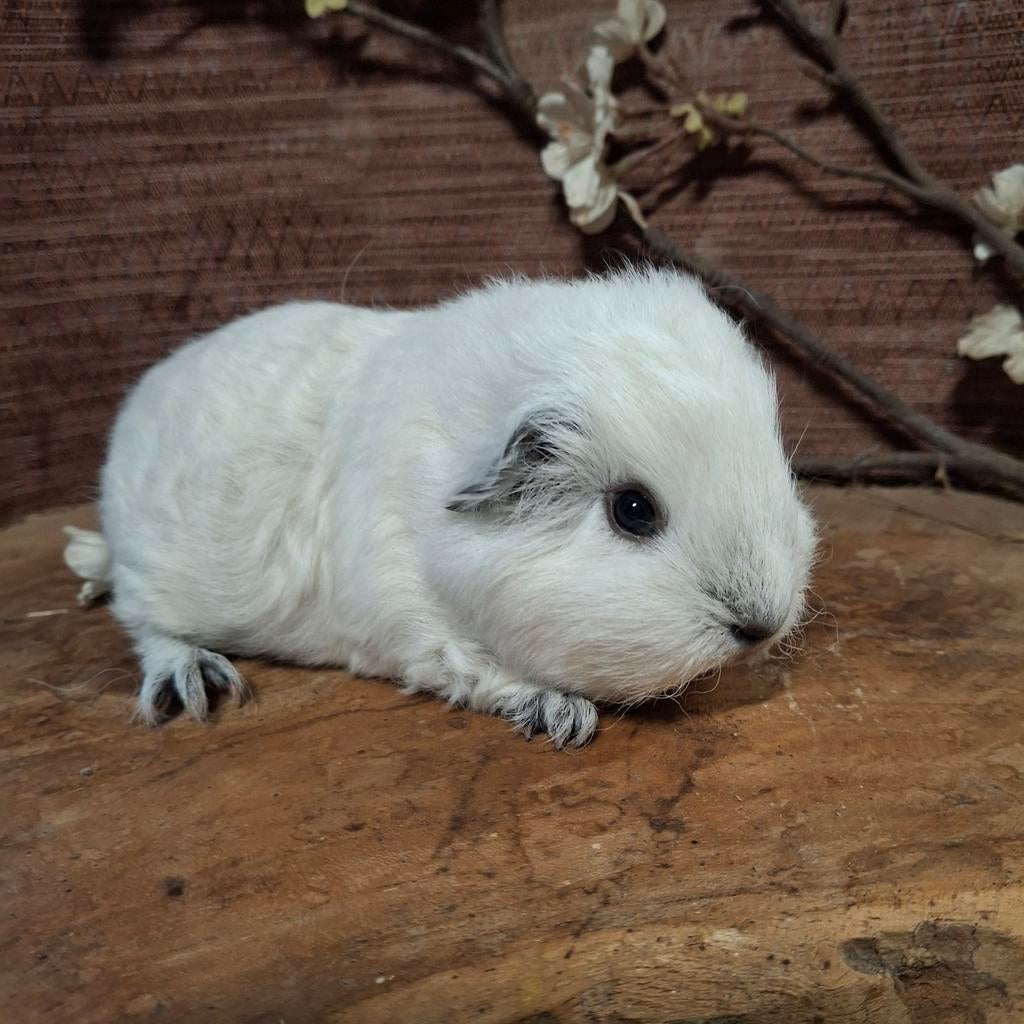 Ch teddy cavia's, April, Mannelijk, Cavia