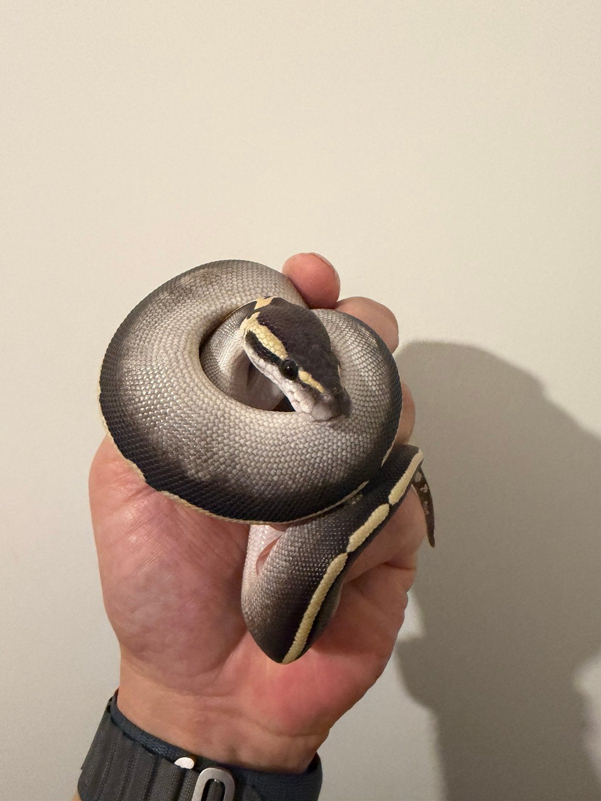 0.1 Ball Python / Regius Ball Python photo 3