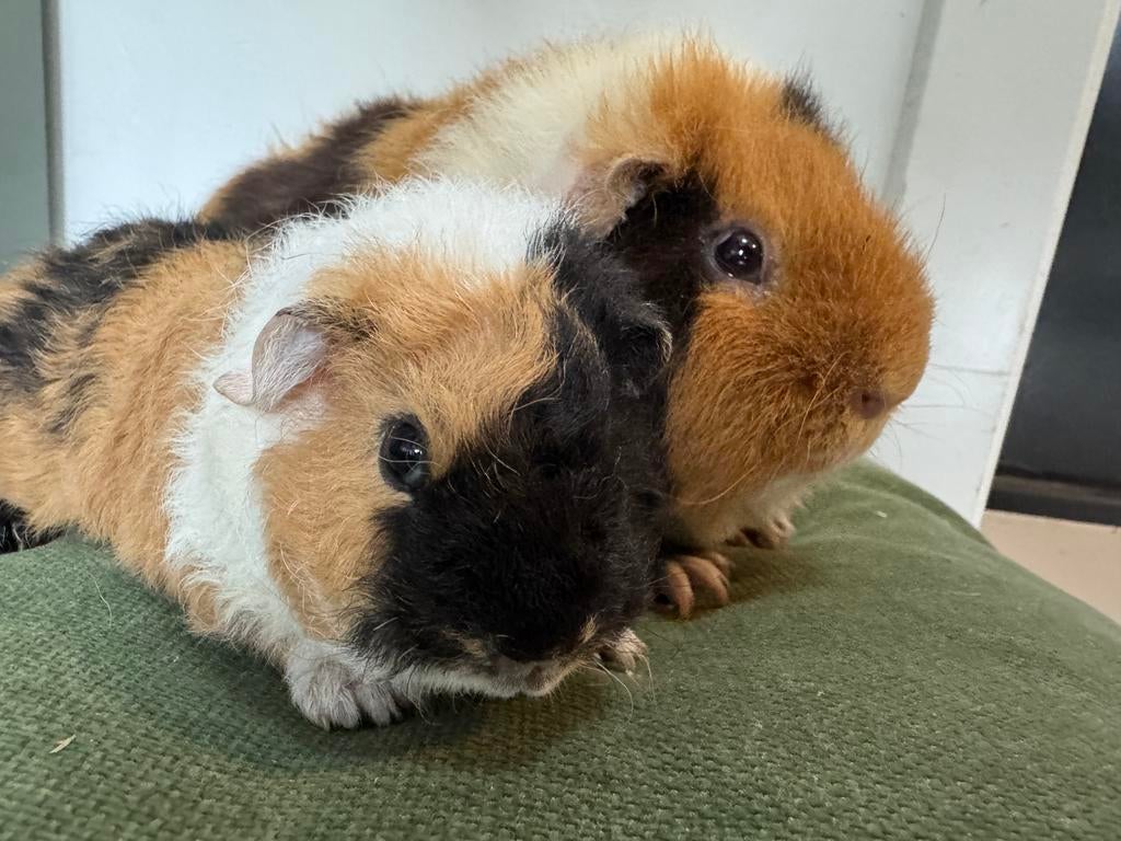 Leuk koppeltje beertjes Hummer en Diesel, Dieren en Toebehoren, Knaagdieren, April, Mannelijk, Cavia