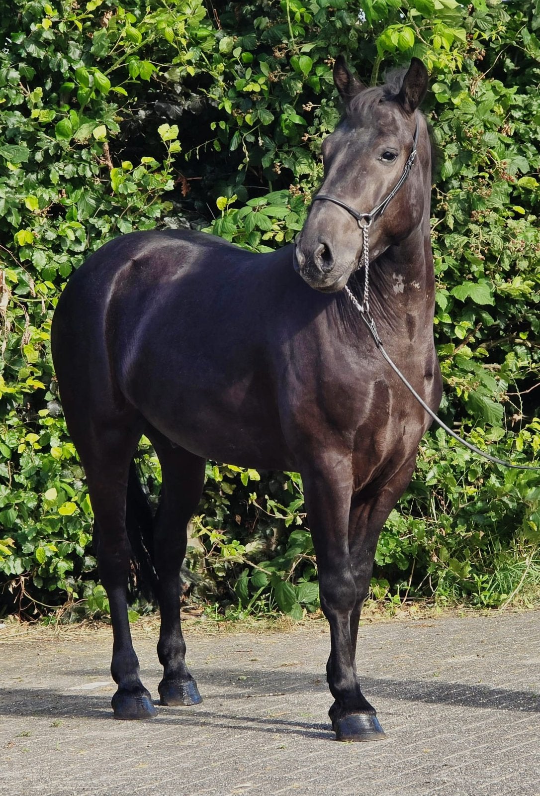 Droompony Alert!, Dieren en Toebehoren, Pony's, Merrie, Zadelmak, D pony (1.37m tot 1.48m), 3 tot 6 jaar