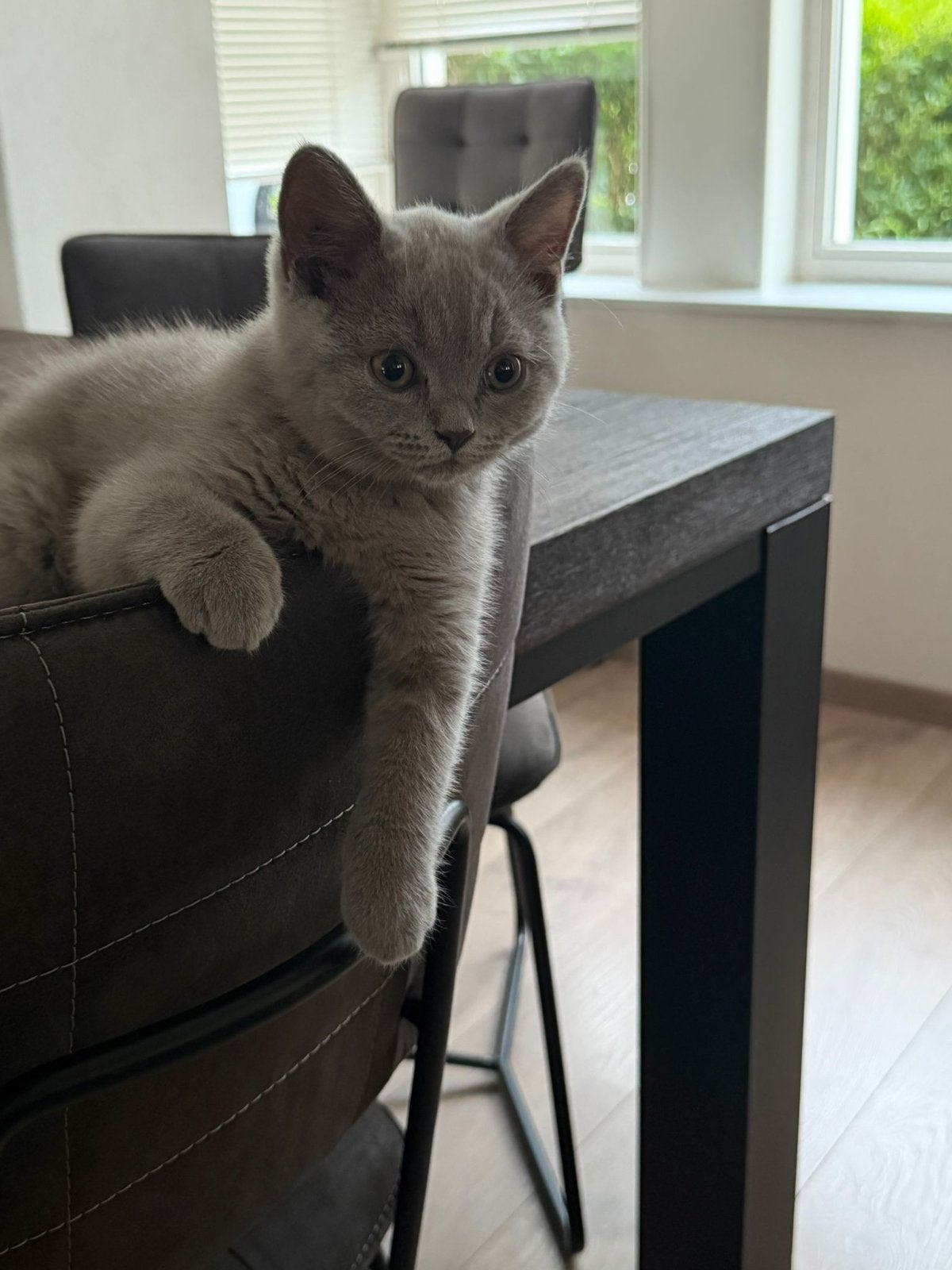 Britse Korthaar kitten - Lilac, Kater, Kortharig, 0 tot 2 jaar