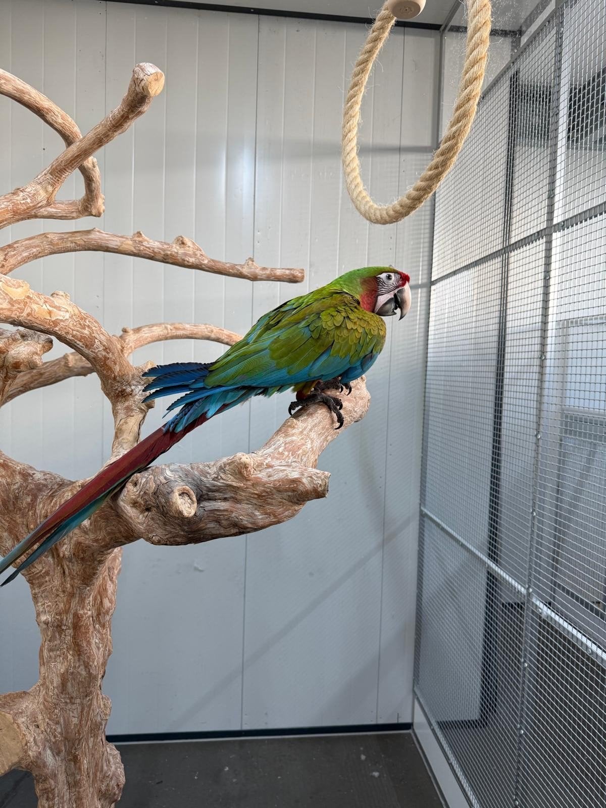 Jonge handtamme Calico Ara's 2026, Dieren en Toebehoren, Meerdere dieren, Papegaai, Tam