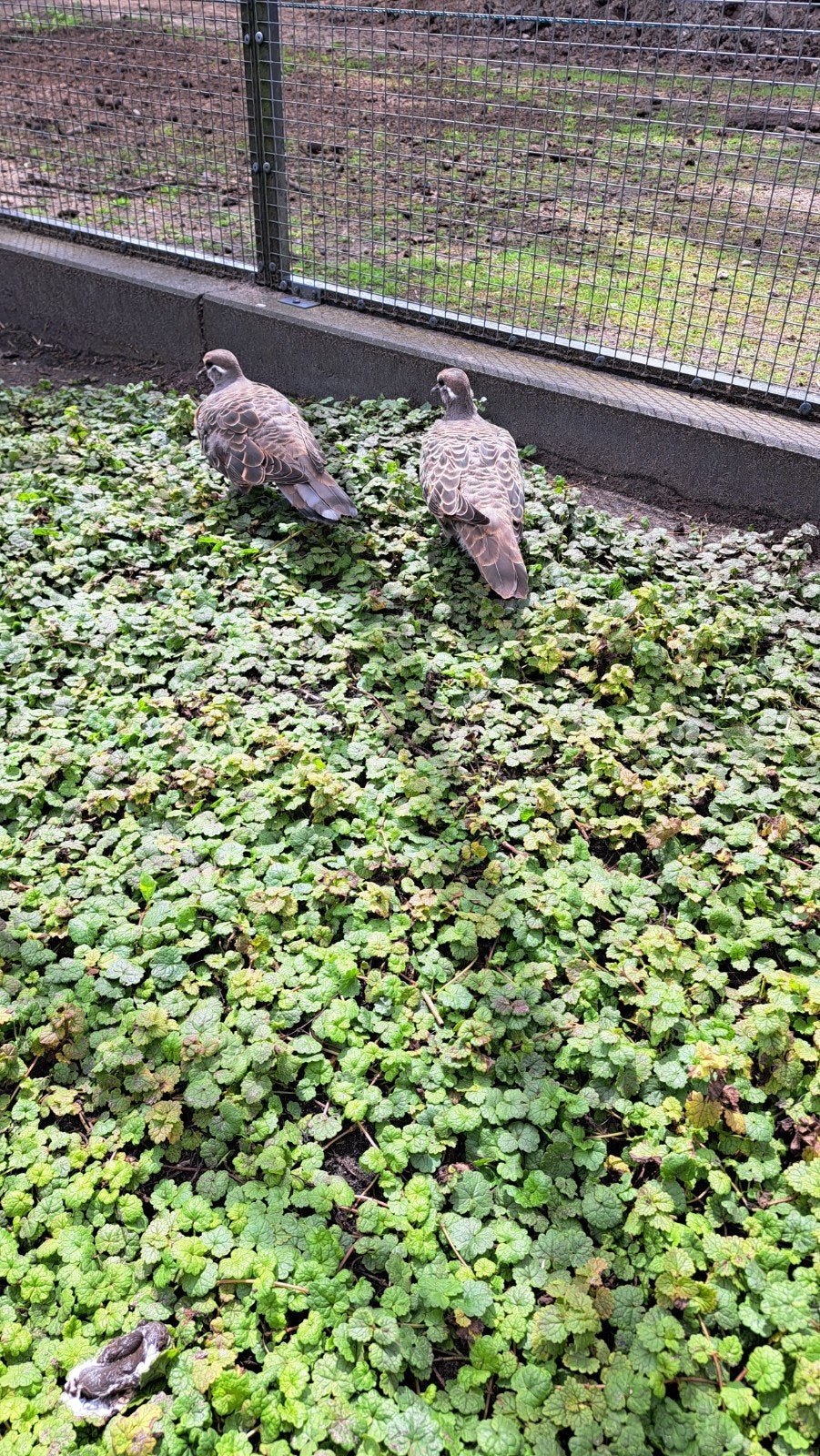 koppel bronsvleugel duiven, Meerdere dieren, Overige soorten