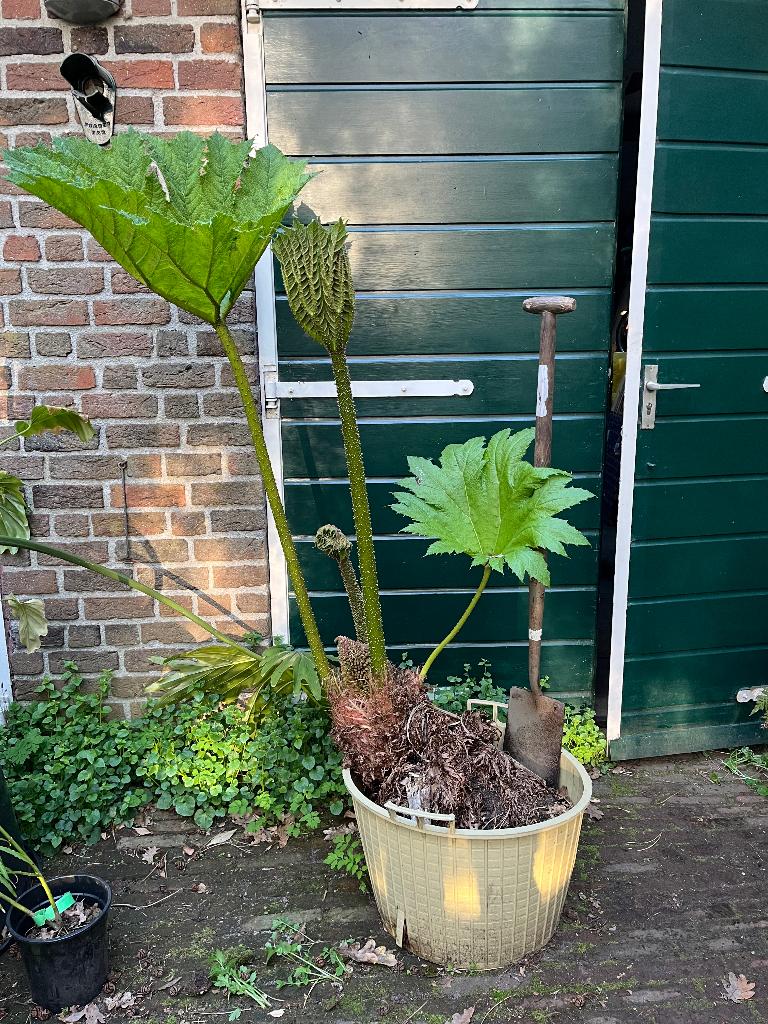 Gunnera manicata / XXL plant / reuzenrabarber, Tuin en Terras, Planten | Tuinplanten, Vaste plant, Halfschaduw, Zomer, Ophalen