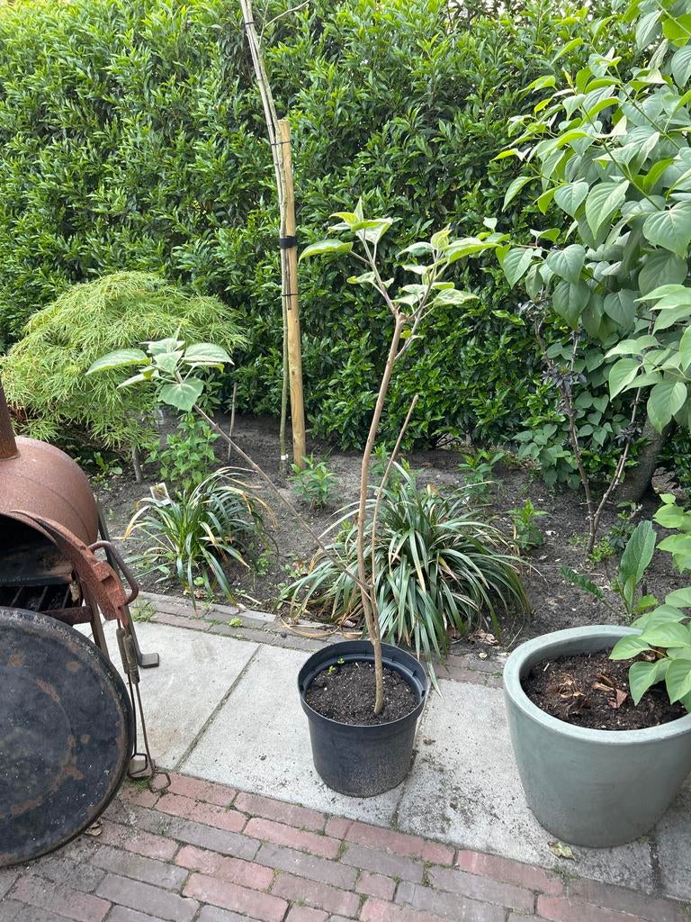Pindakaasboompjes, Halfschaduw, Overige soorten, Minder dan 100 cm, Ophalen
