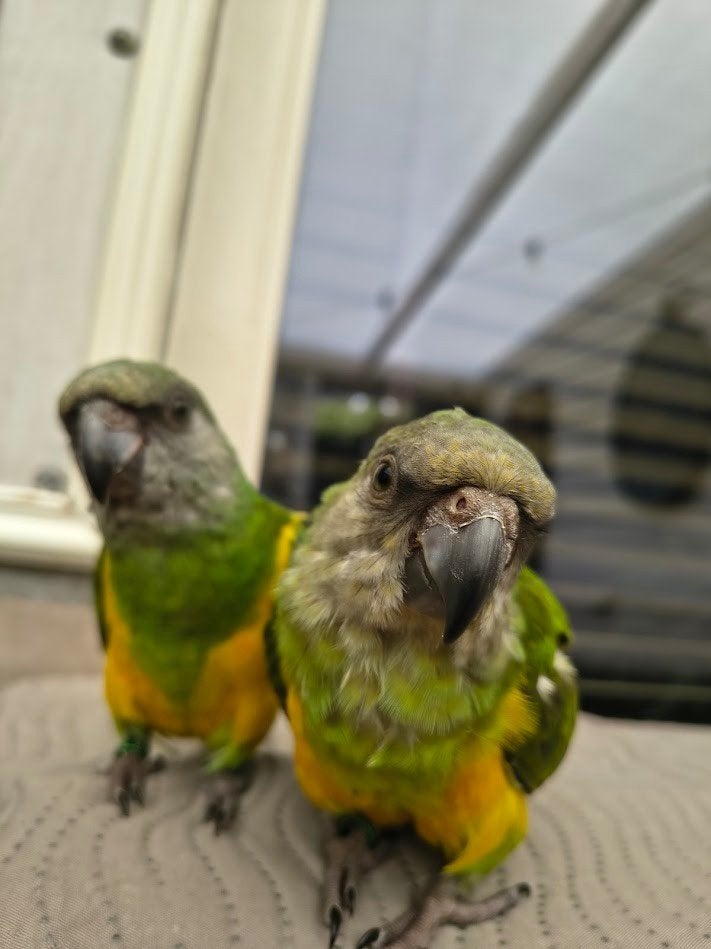 2 mega tamme, super lieve Bonte Boer popjes (getest), Dieren en Toebehoren, Vogels | Parkieten en Papegaaien, Papegaai, Vrouwelijk