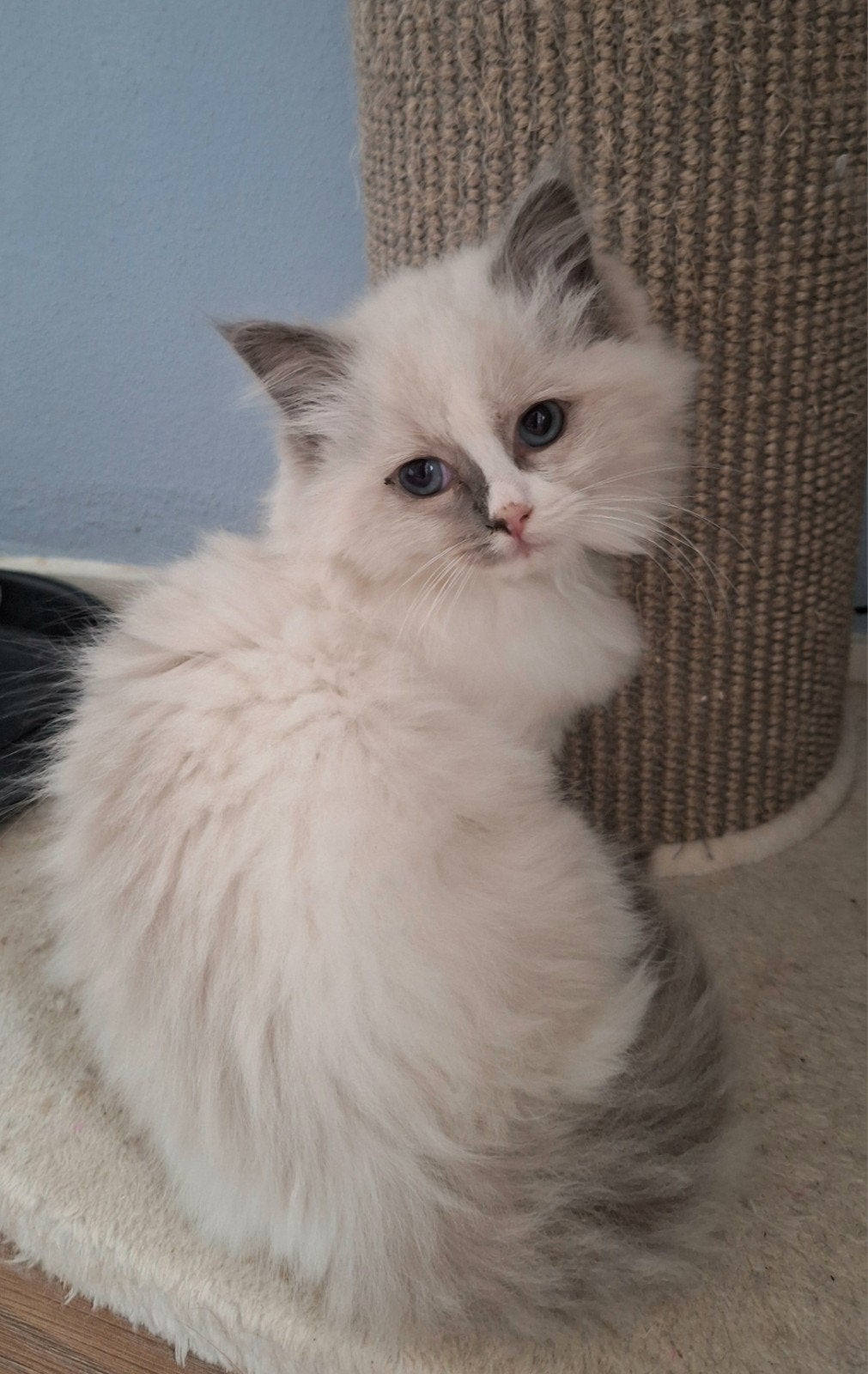 Lief Ragdoll poesje van goede cattery, Poes, Met stamboom