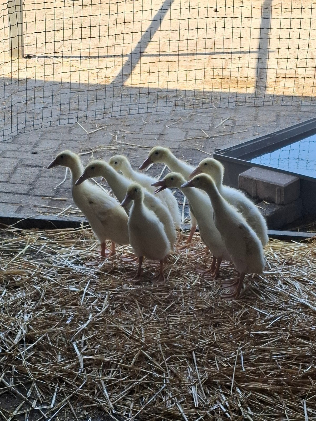 Witte loopeend pulletjes/kuikens te koop., Geslacht onbekend, Eend