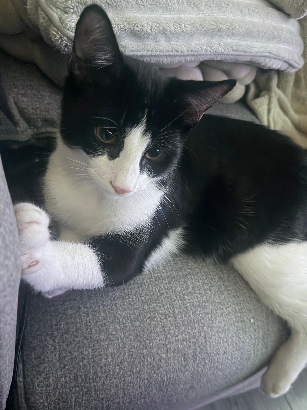 Katkat, Kater