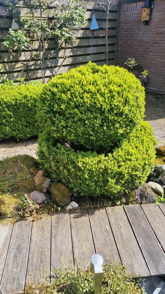 Buxusstruik zelf ompoten, Tuin en Terras, Planten | Tuinplanten, Vaste plant, Overige soorten, Halfschaduw, Bloeit niet, Ophalen
