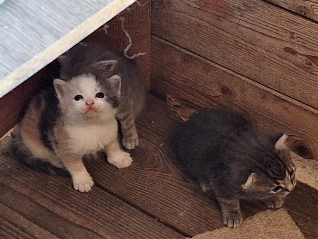 Kitten, Dieren en Toebehoren, Poes, Langharig, 0 tot 2 jaar