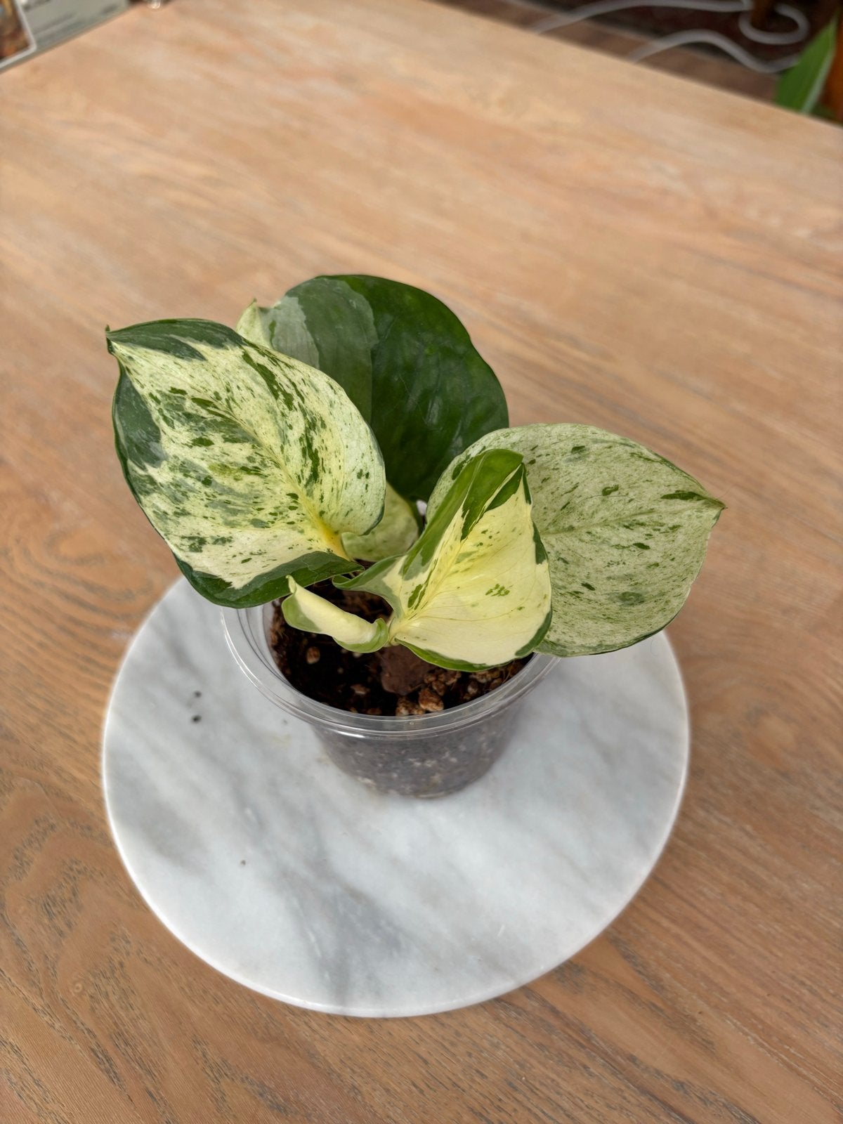 Epipremnum Pothos Marble Queen plant - 17 cm hoog, Huis en Inrichting, Kamerplanten, Overige soorten, In pot, Minder dan 100 cm