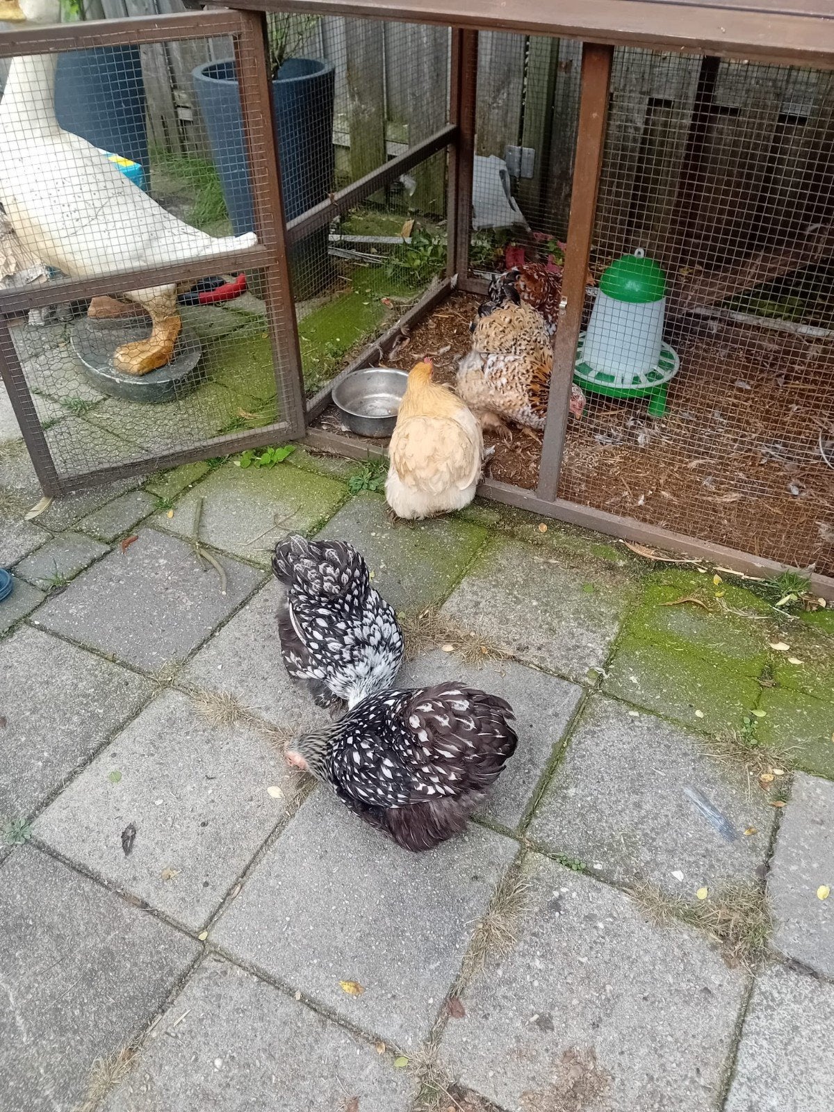 cochen kippen, Dieren en Toebehoren