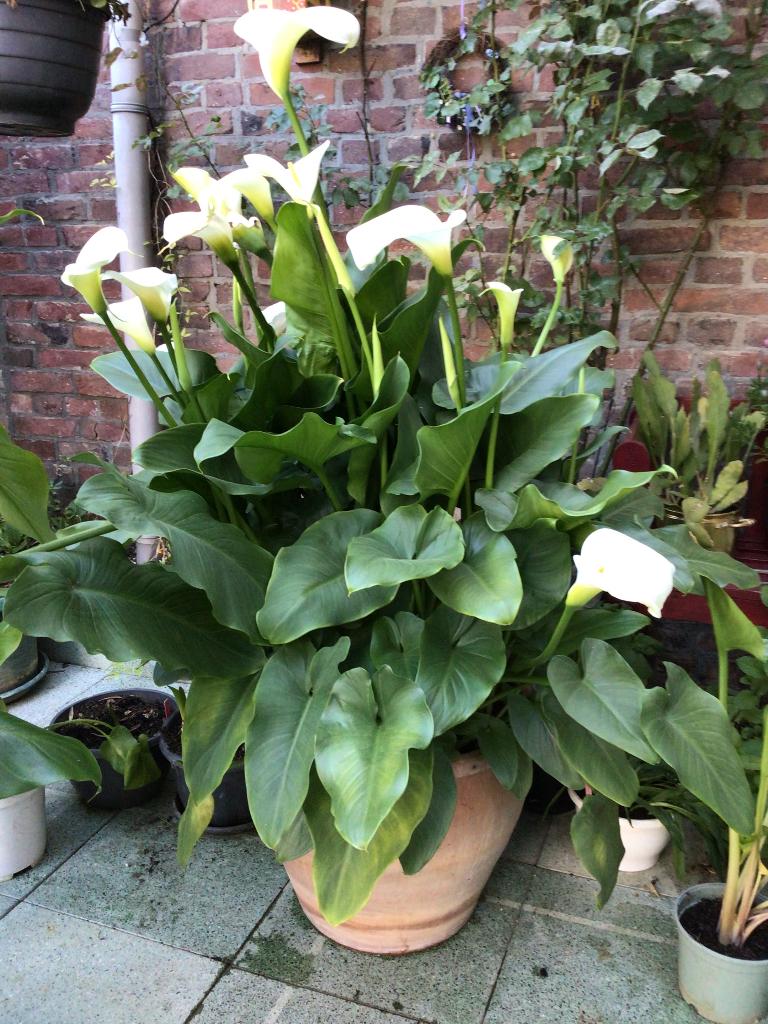 Aronskelk te koop, Vaste plant, Halfschaduw, Zomer, Ophalen