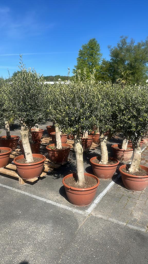 Olijfbomen 45Lt schaal 30/40stam 2 voor €220, Tuin en Terras, 100 tot 250 cm, Olijfboom, Zomer, Ophalen