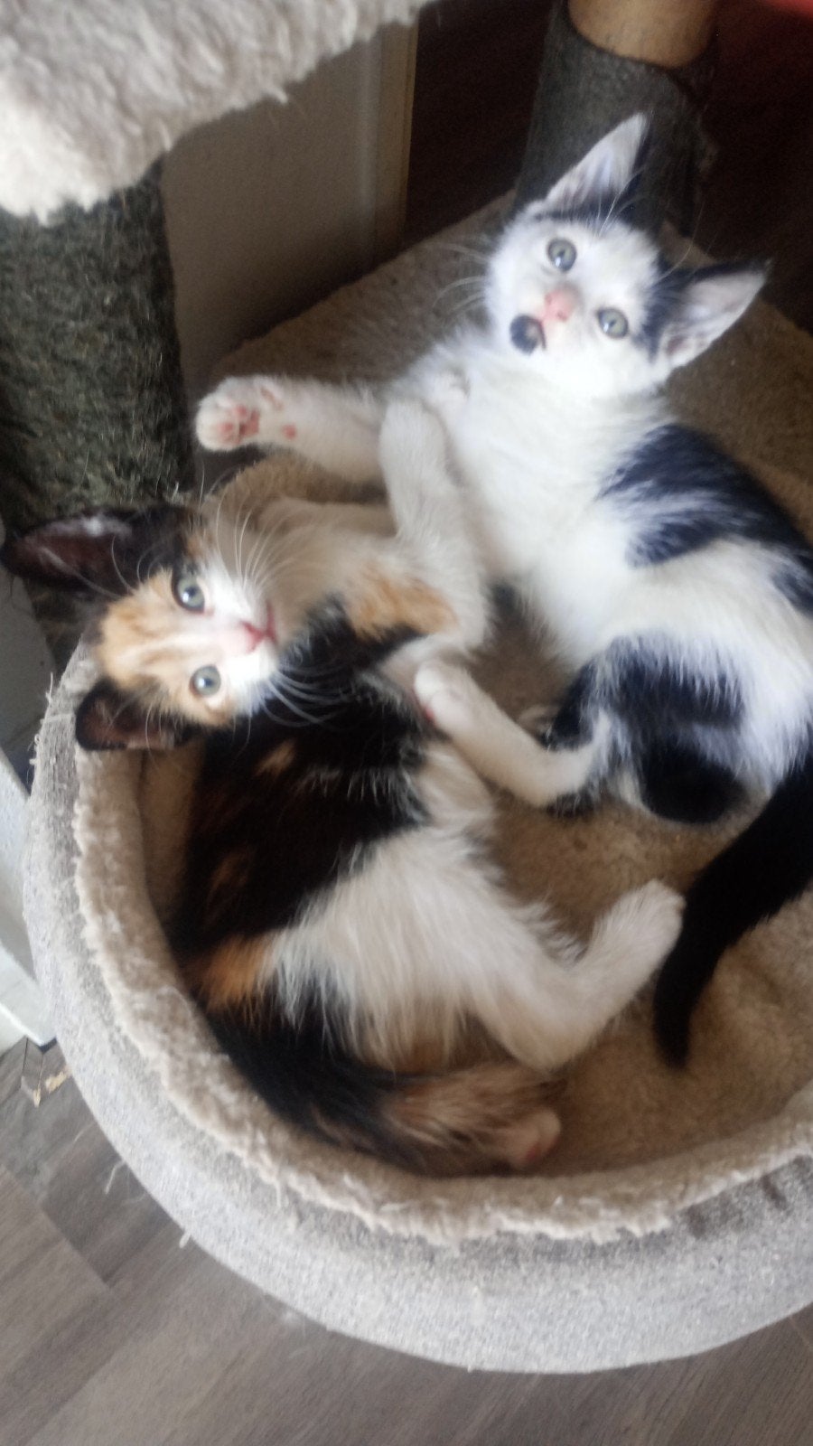 supper lieve aanhankelijke kittens, Meerdere dieren