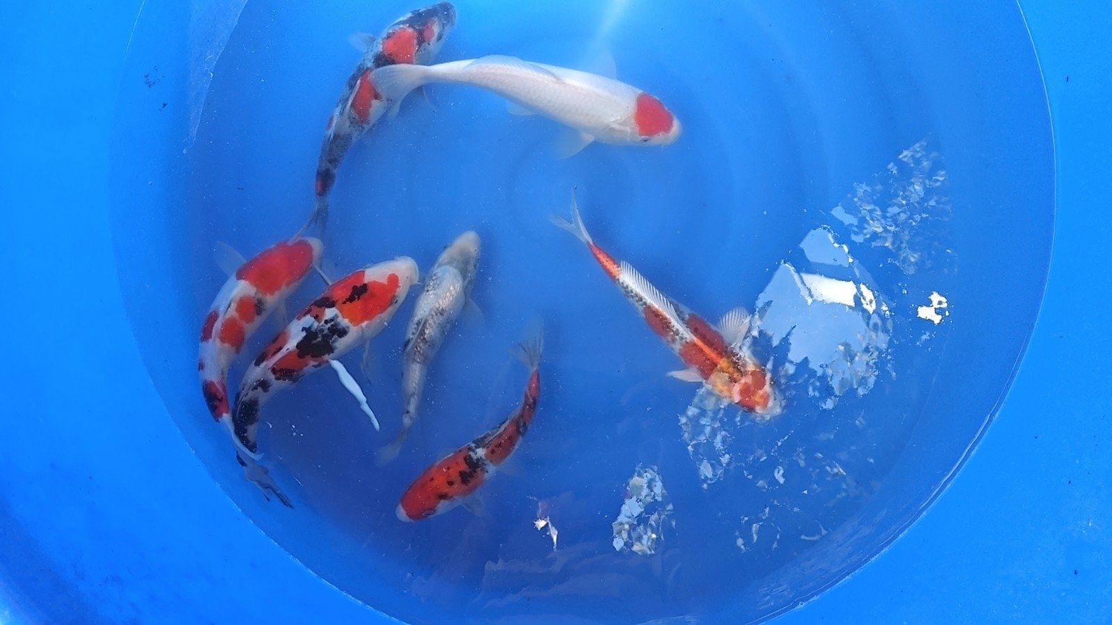Japanse koi, Karper of Koi