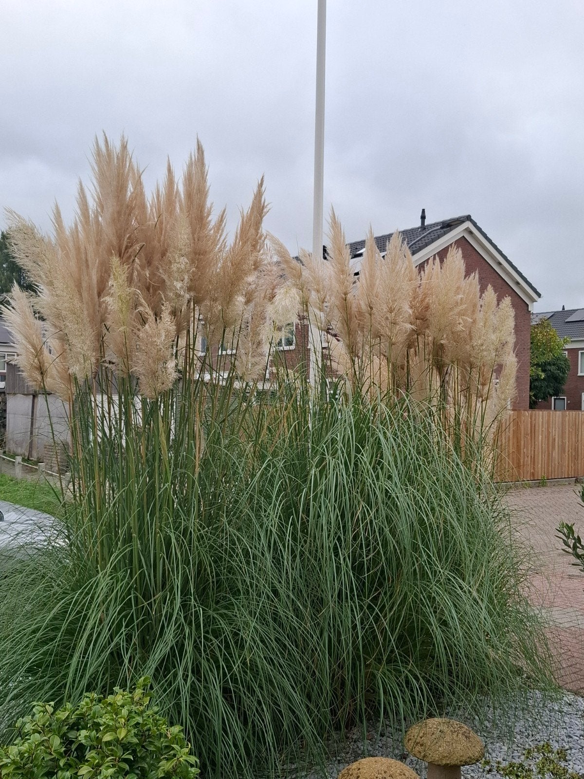 gratis pampas pluimen plukken, Ophalen, Volle zon, Overige soorten, Minder dan 100 cm