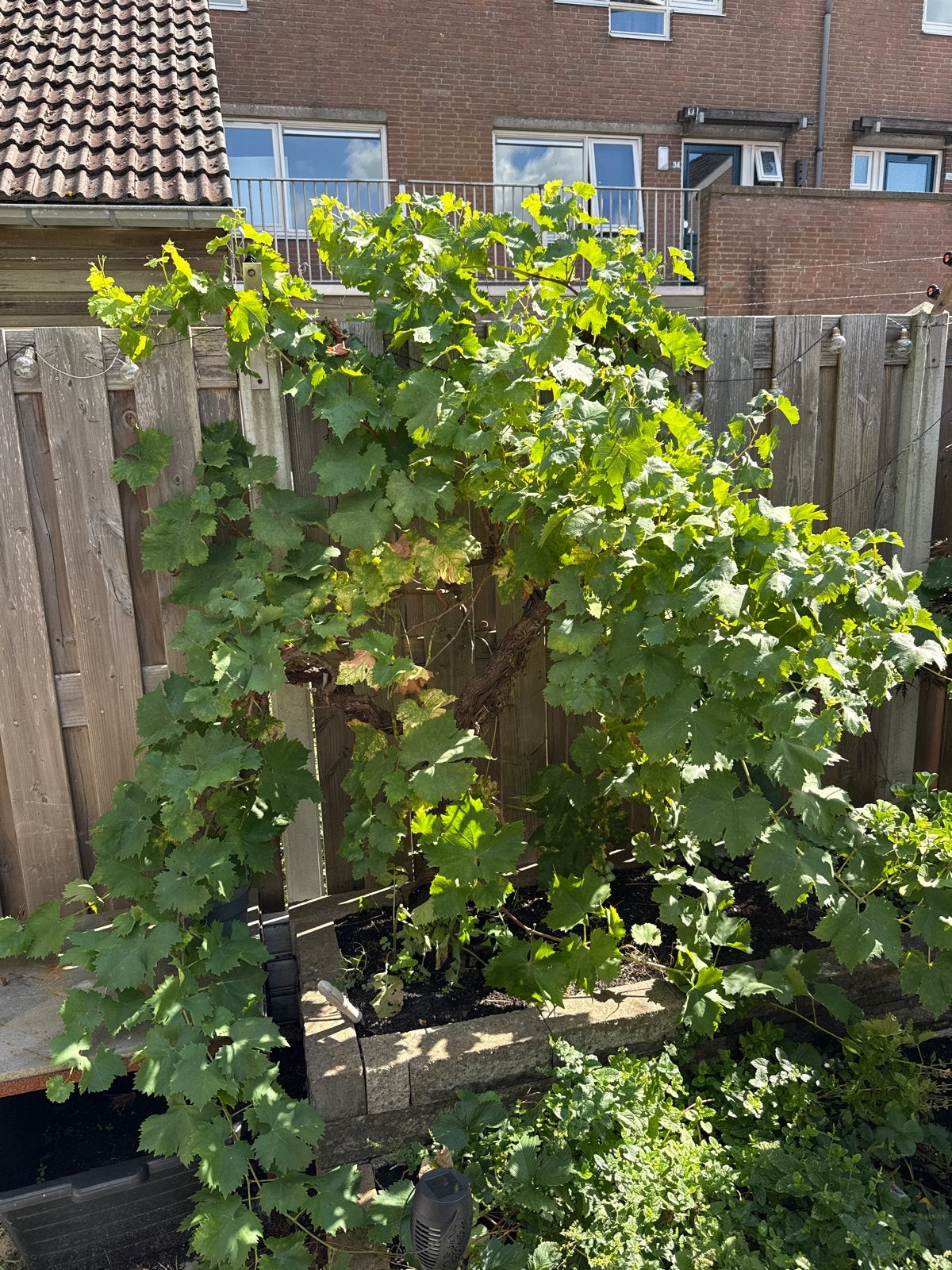 Grote druivenplant te koop., Tuin en Terras, Ophalen, Volle zon, Vaste plant, Klimplanten