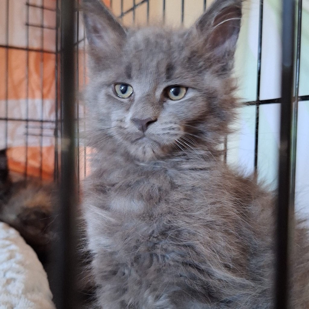 Mainecoon kittens beschikbaar, Meerdere dieren, Gechipt, 0 tot 2 jaar