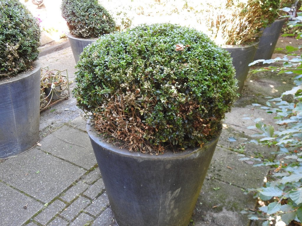 Grote planten potten met buxus materiaal soort kunststof, Ophalen, Buxus, Minder dan 100 cm