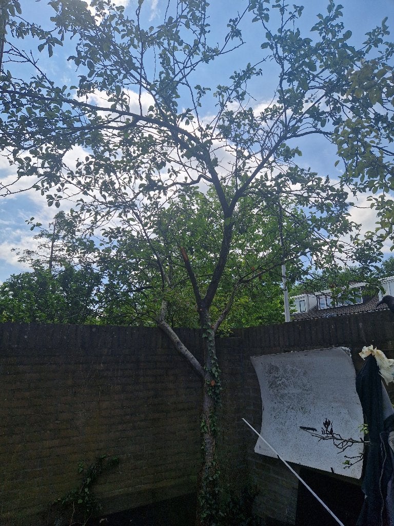 Pruimen boom, Tuin en Terras, Planten | Fruitbomen, Ophalen, 400 cm of meer, Pruimenboom, Lente
