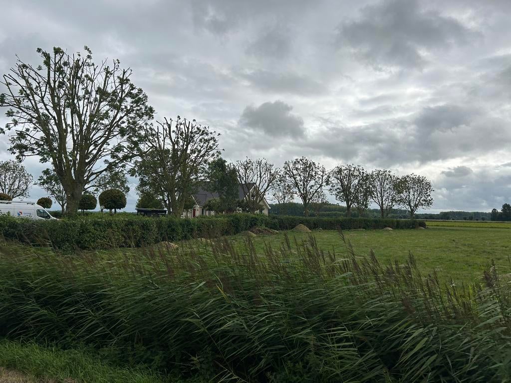 Boomverzorging/tuinonderhoud.   omgeving zuid holland.