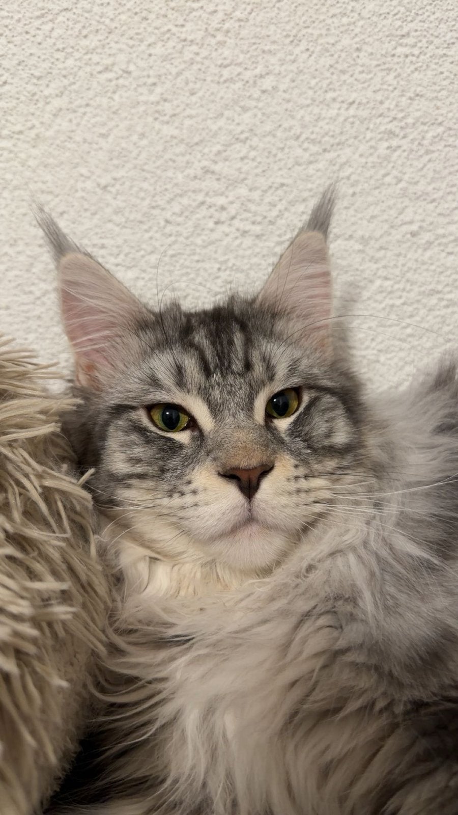 Dekkater Maine Coon, Dieren en Toebehoren, Katten en Kittens | Dekkaters