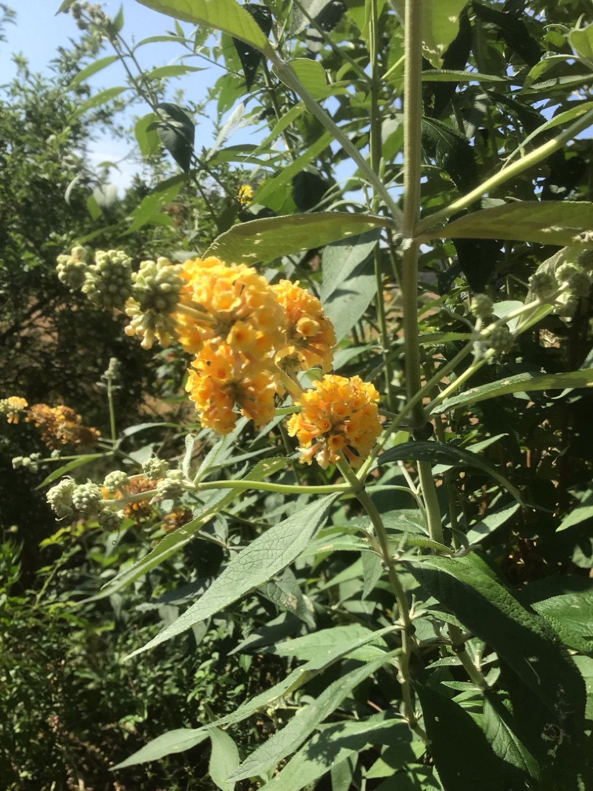 Vlinderstruik Sunburst - stekken vorig jaar, Ophalen of Verzenden