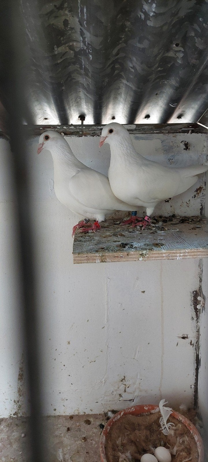 t.k. jonge witte postduiven, Dieren en Toebehoren, Meerdere dieren, Geringd