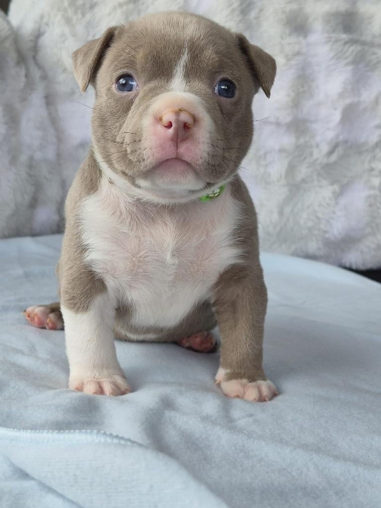amerikaanse pocket bully, Dieren en Toebehoren, Honden | Bulldogs, Pinschers en Molossers, Meerdere dieren, Overige rassen, Fokker | Hobbymatig