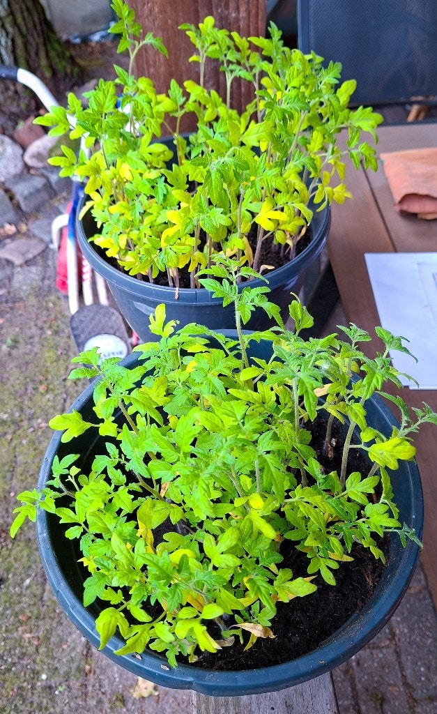 Moestuin plantjes biologisch, Tuin en Terras, Planten | Tuinplanten, Ophalen, Volle zon, Groenteplanten, Eenjarig