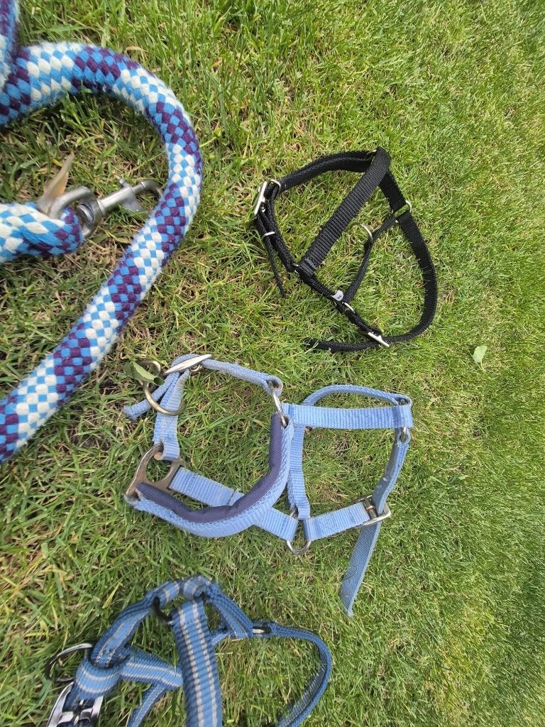 Set van 3 Shetlander halsters, Ophalen of Verzenden, Gebruikt, Halster, Shetlander