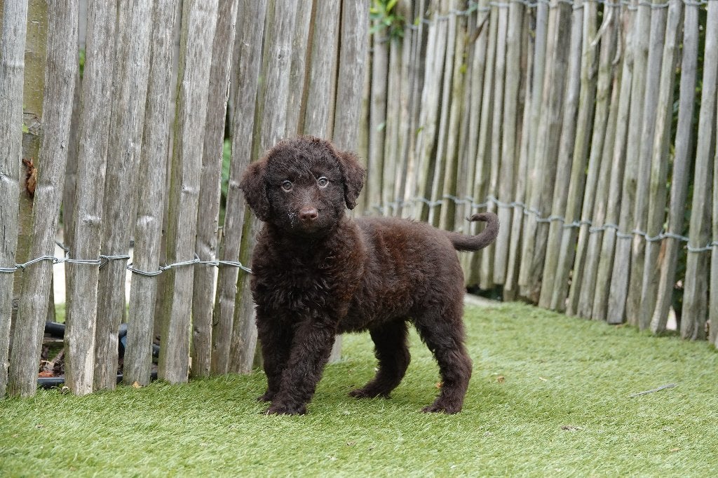 Prachtige Chocobruine Medium Labradoodle pups, met stamboom, Dieren en Toebehoren, België, 15 weken tot 1 jaar, Overige rassen
