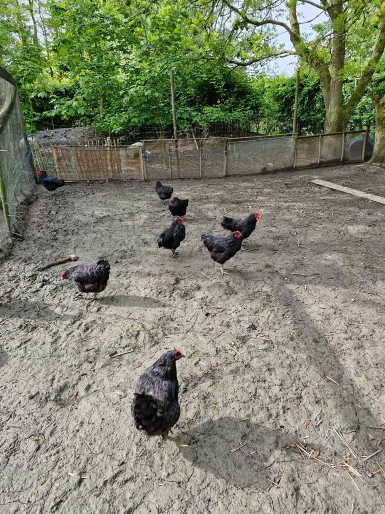 New jersey giant, Meerdere dieren, Kip