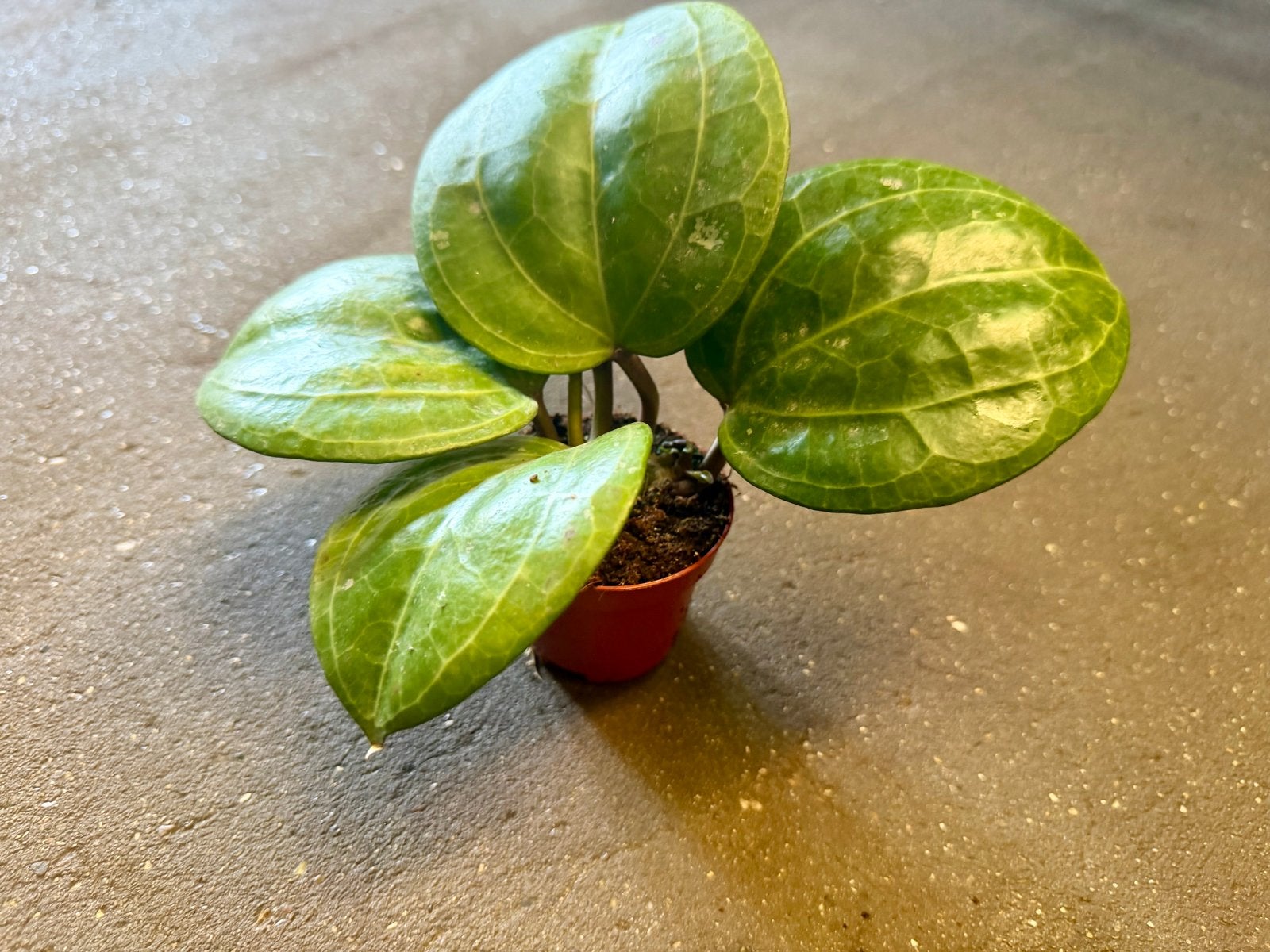 Hoya Sarawak Cream P9, Ophalen of Verzenden