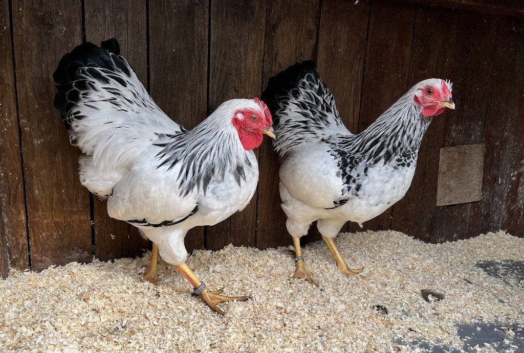 Wyandotte columbia kriel haan, Dieren en Toebehoren, Pluimvee, Mannelijk, Kip