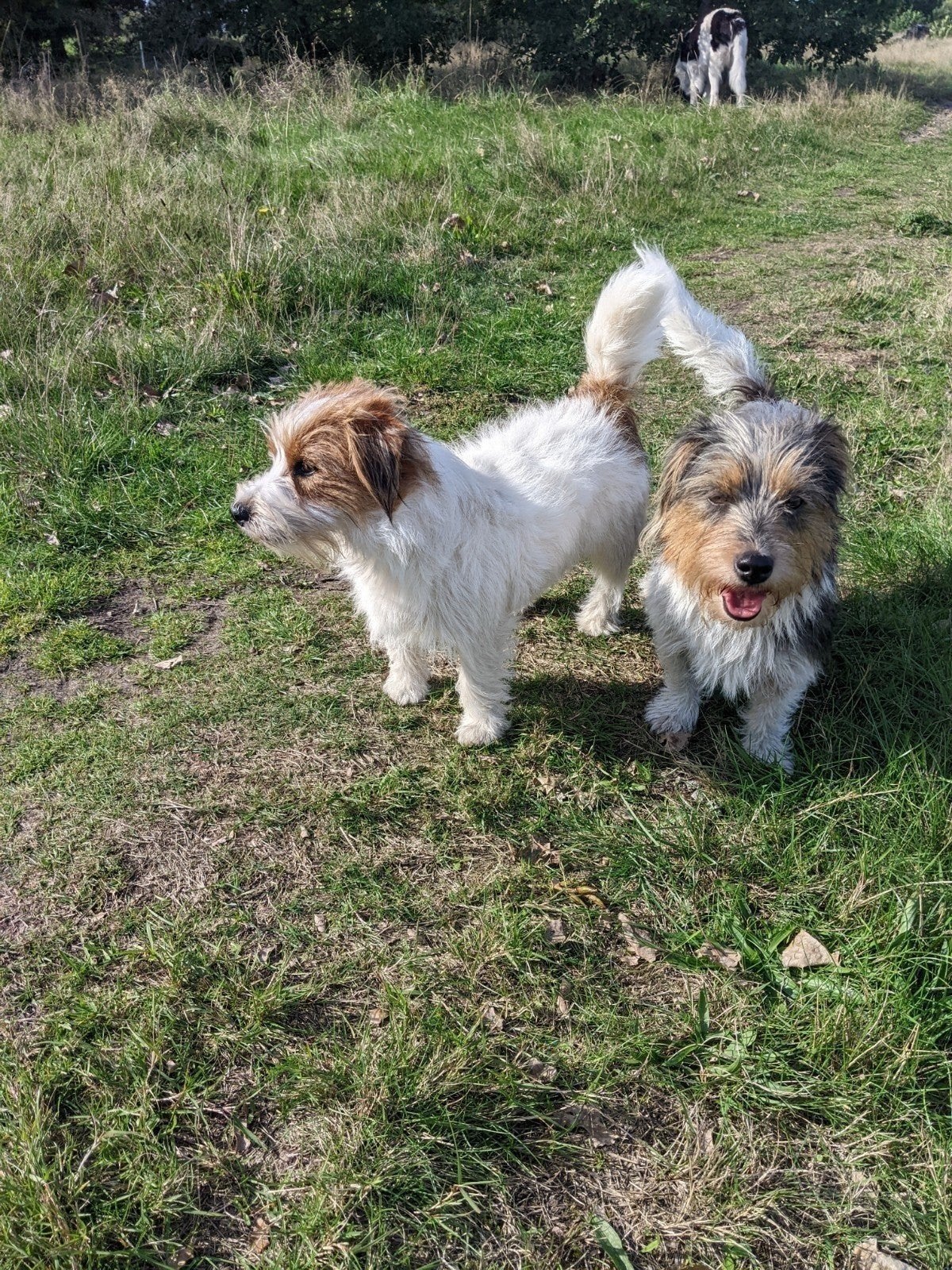Ras zuivere Ruw Harige Jack Russell, dekreu, Reu, 1 tot 2 jaar, Eén hond, Nederland