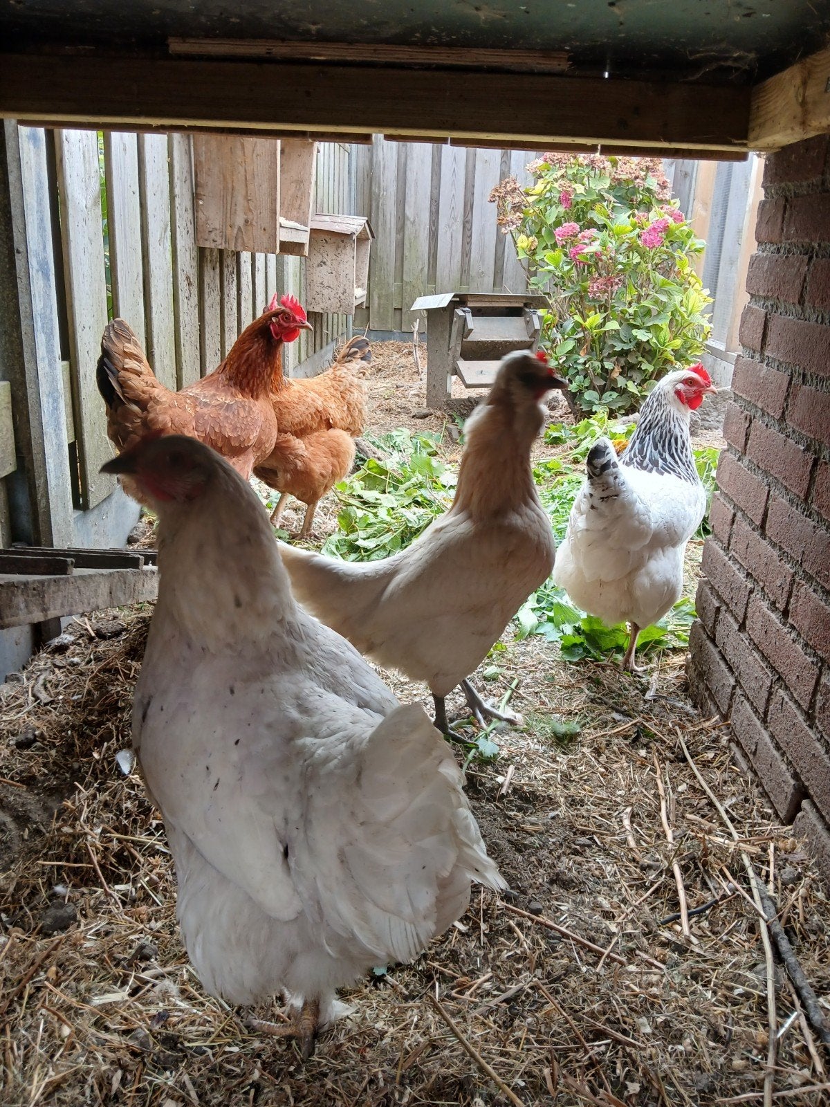 5 mooie leghennen, Dieren en Toebehoren, Pluimvee, Vrouwelijk, Kip