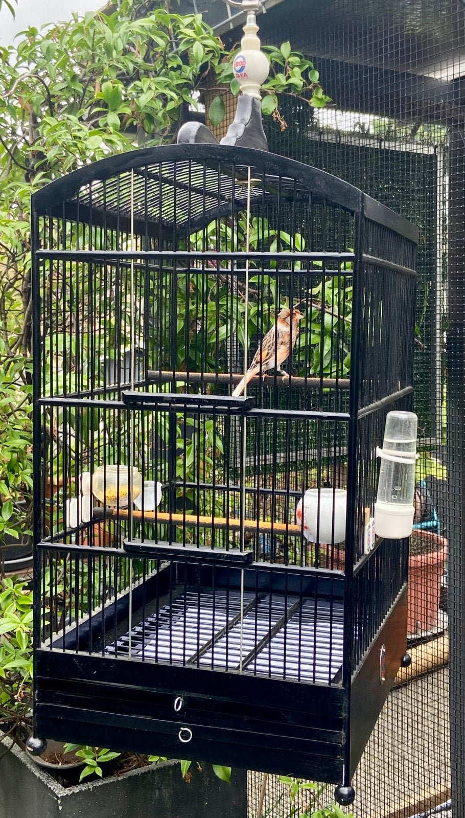 Prachtige indonesische vogelkooi met man Harlekijn kanarie, Ophalen, Zo goed als nieuw, Hout, Vogelkooi