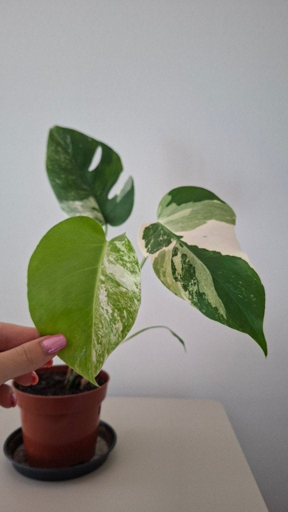 Monstera variegata - stek 4, Ophalen, Overige soorten, Halfschaduw, Minder dan 100 cm