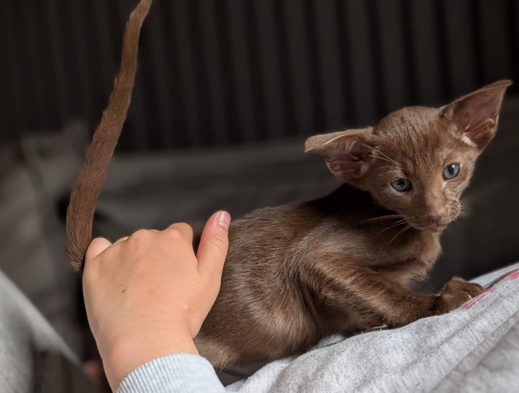 Oosterse korthaar kitten beschikbaar, Dieren en Toebehoren, Kater, Gechipt, 0 tot 2 jaar