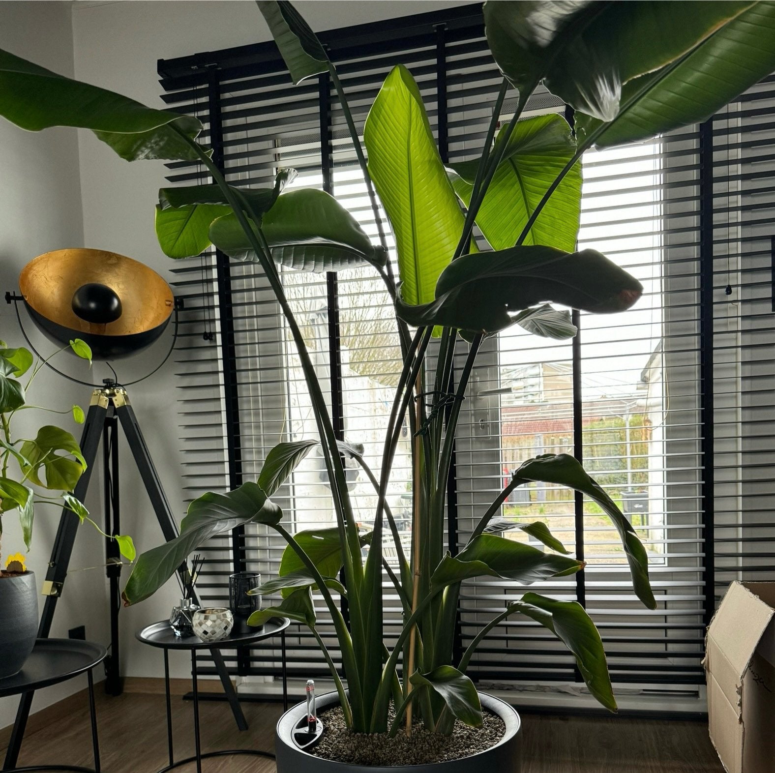 BloomTheRoom Houten jaloezie 50mm - Zwart - 200x220 cm, Ophalen, Zo goed als nieuw, Zwart, 200 cm of meer