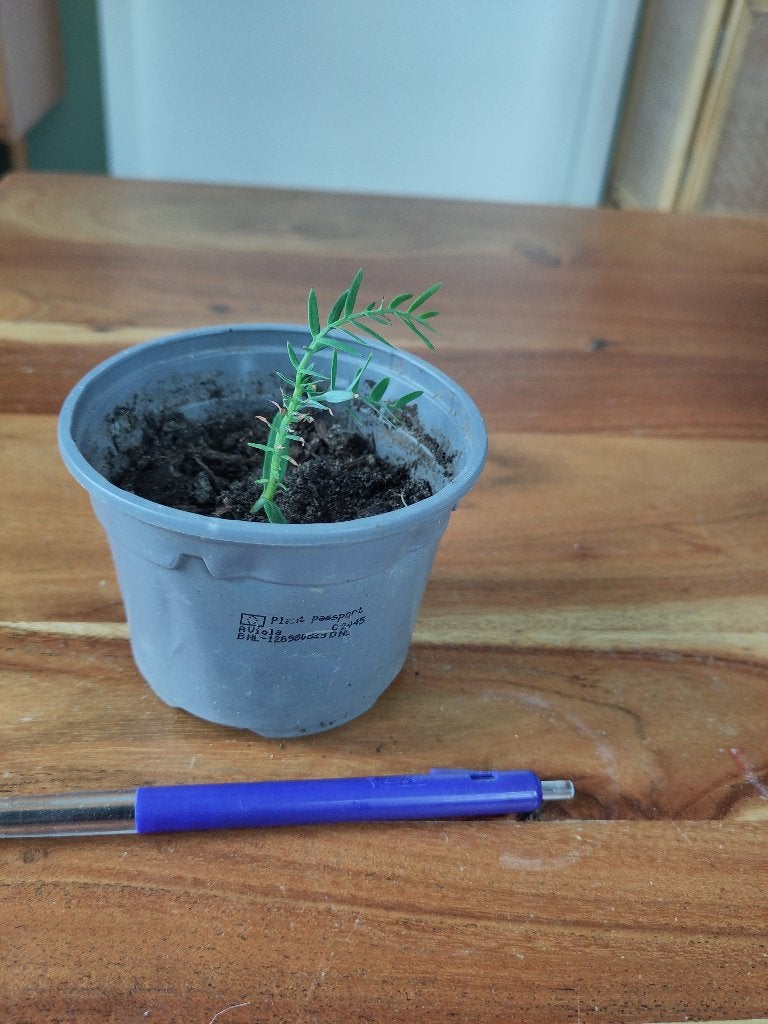 Wollemia Nobilis, Overige soorten, Lente, Minder dan 100 cm, Ophalen