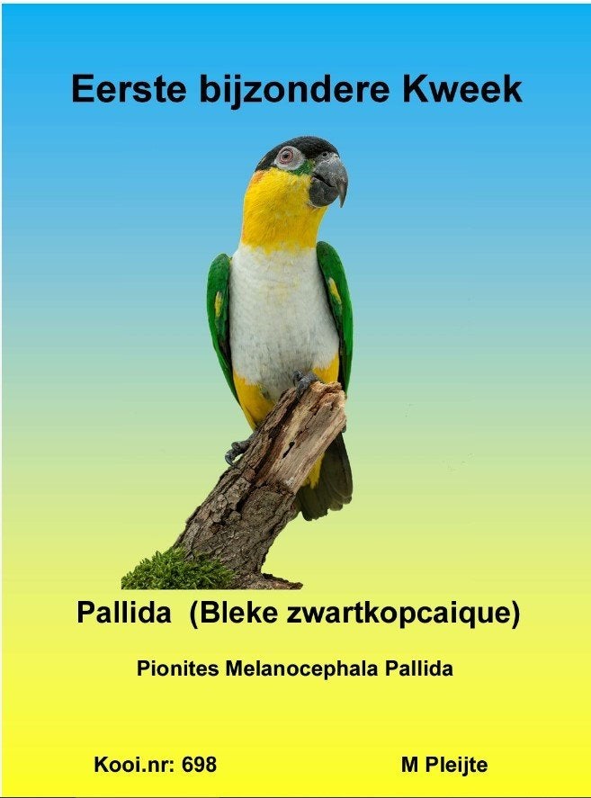 Pallida Caique’s, Dieren en Toebehoren, Mannelijk, Papegaai, Geringd