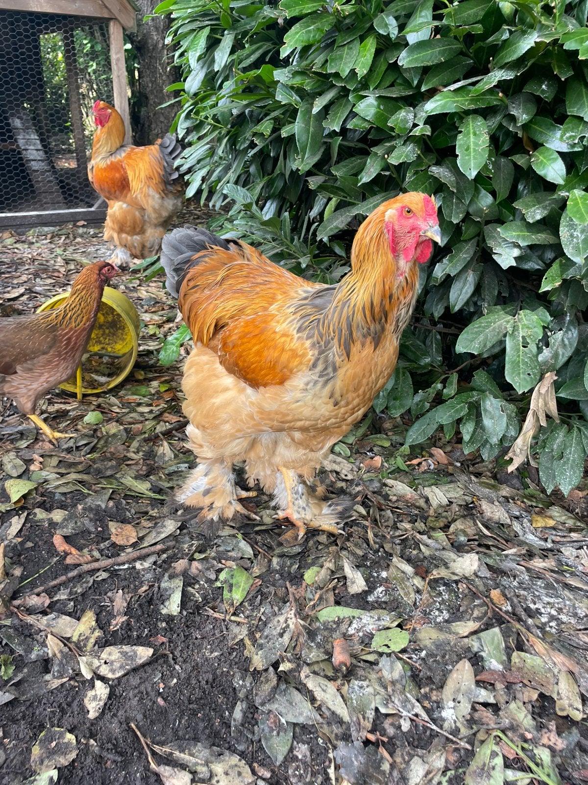 Brahma buff groothoender haan 3x, Mannelijk, Kip